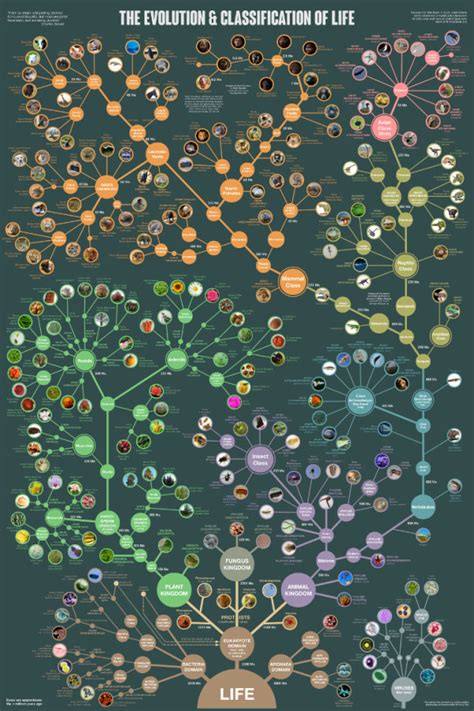 The Evolution of Life Poster — Cool Infographics