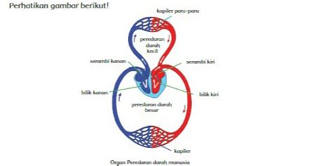 Urutan Peredaran Darah Besar pada Manusia