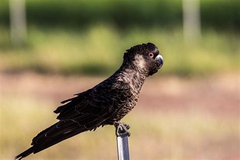 Carnaby's cockatoos' best breeding season on record credited to 'perfect' artificial breeding ...