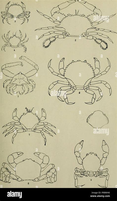 Journal of entomology and zoology (1918 Stock Photo - Alamy