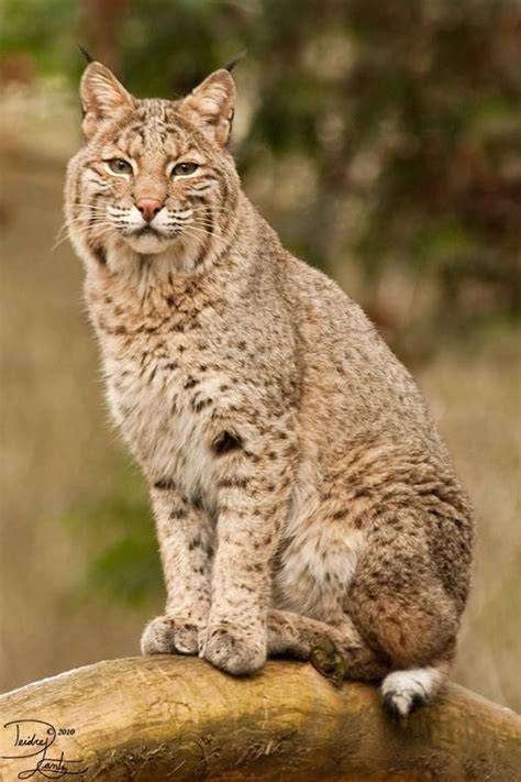 Bobcat sit by DeeOtter on DeviantArt | Cats, Wild cats, Animal planet