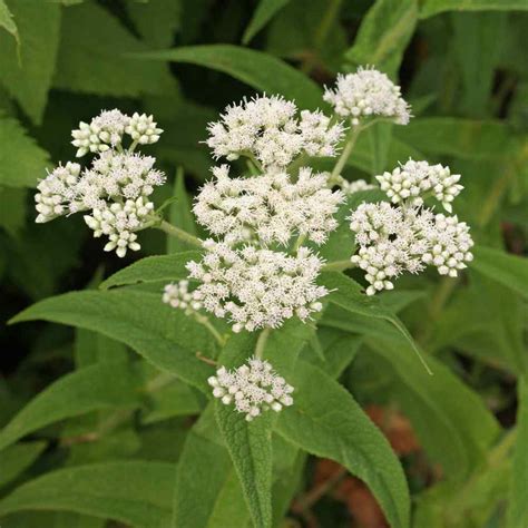 Eupatorium Seed - Eupatorium Perfoliatum Boneset Flower Seeds