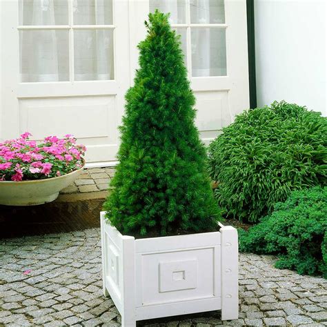 Dwarf Alberta Spruce Plants for Sale | BrighterBlooms.com