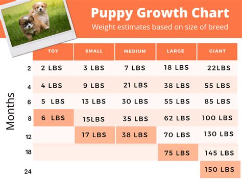 Dog Size Comparison Chart