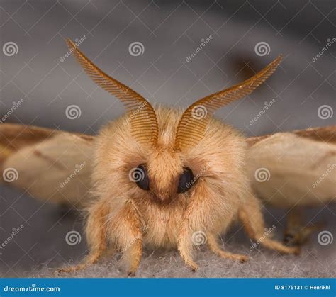 Closeup Of The Face Of A Moth Stock Image - Image: 8175131