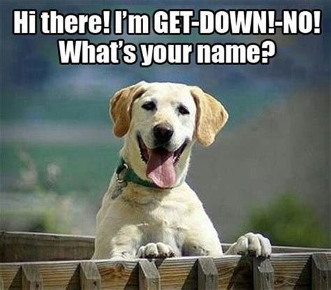 Pin by donna clayton on Animals | Funny dog names, Funny animals, Funny animal pictures