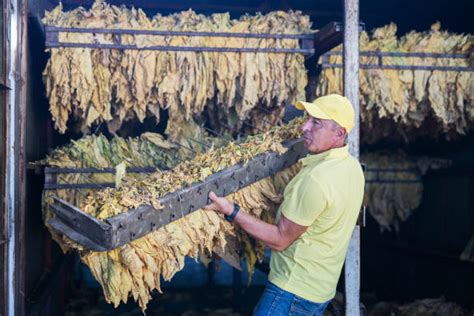 200+ Tobacco Farming Process Stock Photos, Pictures & Royalty-Free Images - iStock