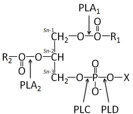 Glycerophospholipid structure and the site of action of phospholipases ...