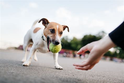 How to Teach a Dog to Play Fetch - Whole Dog Journal