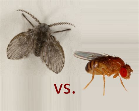 How To Get Rid Of Drain Flies The Natural Way