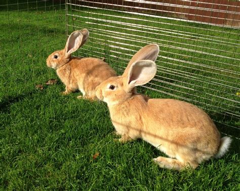 Continental Giant Rabbit: Facts, Temperament, Care, with Pictures