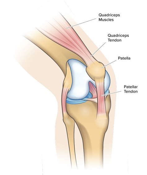 Your Patellofemoral Knee Joint Explained