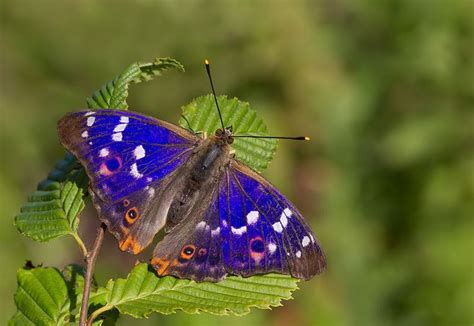 Lesser Purple emperor - Apatura ilia - Kleine weerschijnvlinder ...