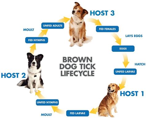 Ehrlichia Positive Protocol | Big Lick Veterinary Services