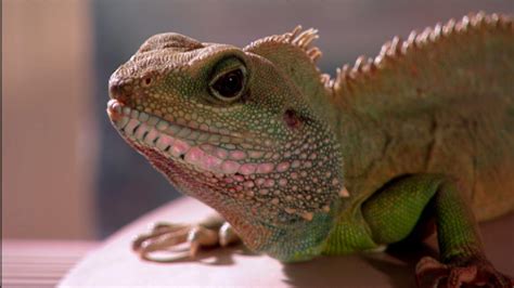 The Reptiles - Lizards | WETA