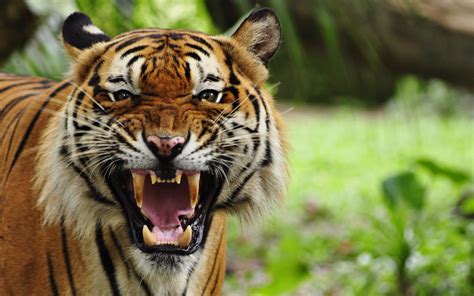 Wallpaper : harimau, hewan, kucing besar, alam, Buka mulut 1920x1200 ...