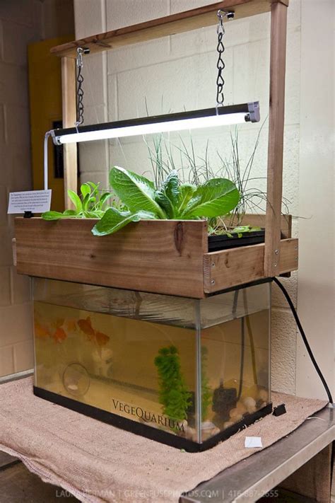 25+ Super Easy Aquaponics Diy Fishtank That You May Make It Self ...