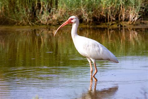 Ibis Symbolism & Meaning (+Totem, Spirit, & Omens) | World Birds