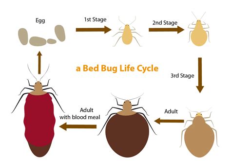 Bed Bug Life Cycle –Learn About The Cycle - Kom News