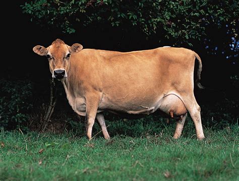 Jersey | Milk Production, Dairy Farming & Livestock | Britannica