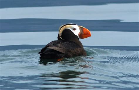 Fun Tufted Puffin Facts For Kids | Kidadl