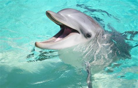 Bottlenose Dolphin Genome Made Available to Researchers