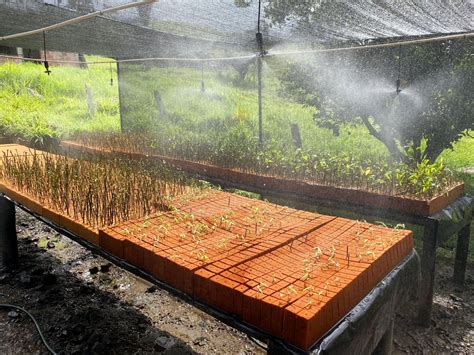 Making Bamboo Nursery Tables for a Unique Bamboo Propagation Method