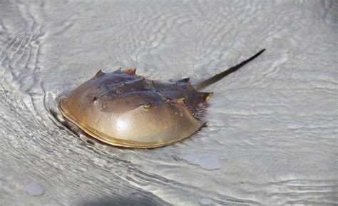 Horseshoe crabs are crucial to creating vaccines, but they are facing extinction | TheHill