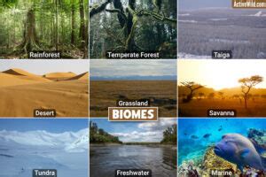 Biomes – What Is A Biome, Different Types Of Biomes