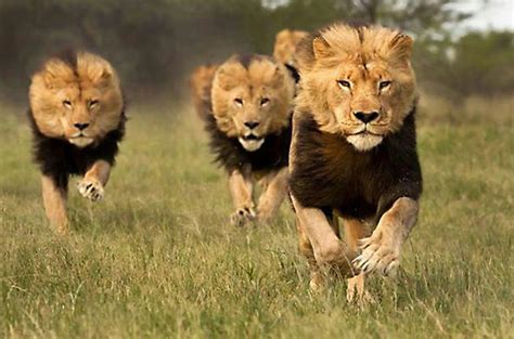 Botswana Safaris - Lions Of Northern Botswana, Travel Articles