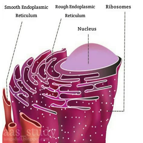 Endoplasmic reticulum | Plant cell, Animal cell, Cell