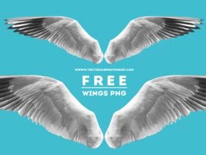 Realistic Bird Wings PNG Free Stock Image (Isolated-Objects) | Textures ...