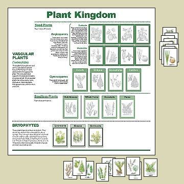 Plant Kingdom Chart – Big Picture Science