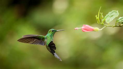 How Do Hummingbirds Hover in Rain and Wind? | Mental Floss