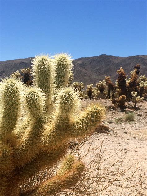 cholla cactus à joshua tree park - La vie en rose flamant