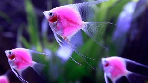 Aquarium Fish Diseases Guide: (Causes, Symptoms & Treatments)