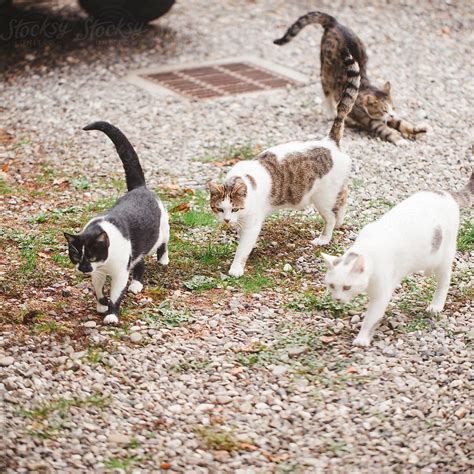 Group of cats walking together in garden by Laura Stolfi - Cat, All together - Stocksy United