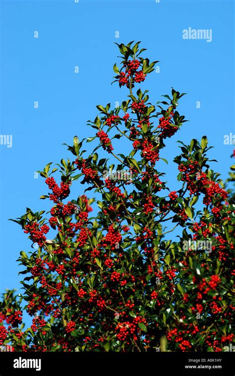 Holly tree hi-res stock photography and images - Alamy