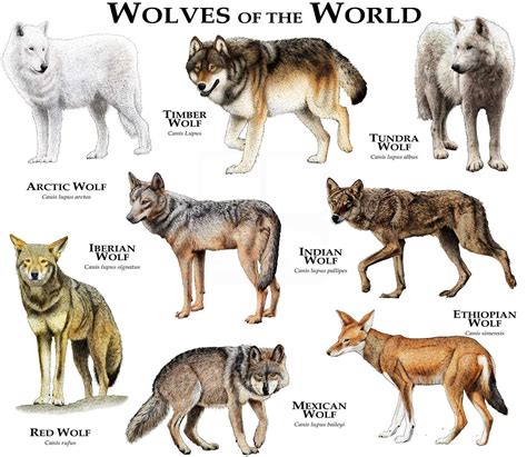 Timber Wolf Size Comparison