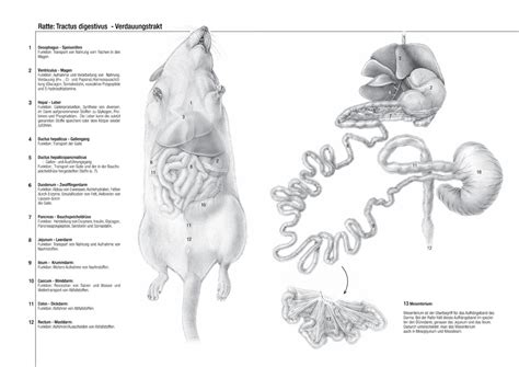 The digestive system of the rat | Images :: Behance