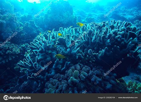 Marine Ecosystem Underwater View Blue Ocean Wild Nature Sea Abstract Stock Photo by ©xload 255282104