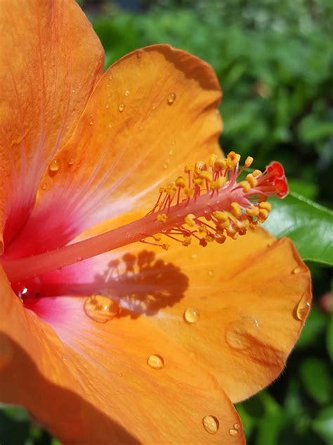 Hibiscus Orange Lagas Bush (h.rosa-sinensis) – Real Tropicals