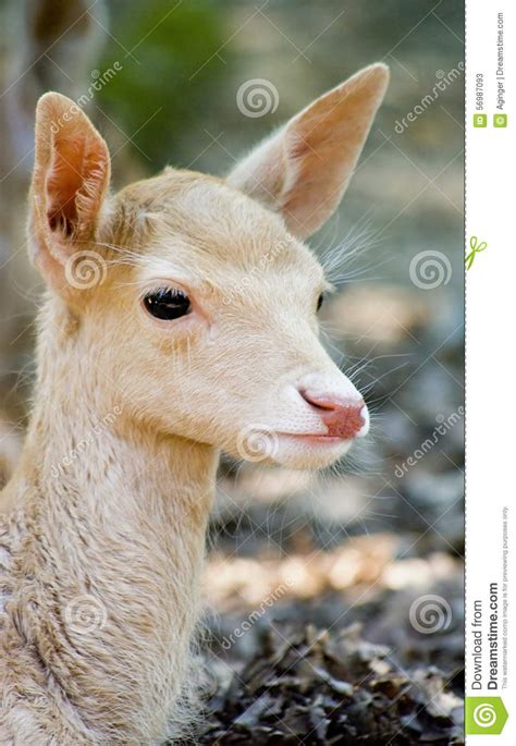 Leucistic fallow deer fawn stock image. Image of baby - 56987093