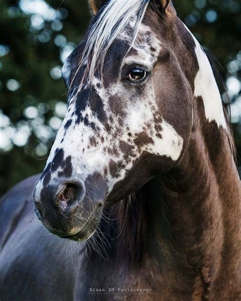 a brown and white horse standing in front of some green trees with its head turned to the side