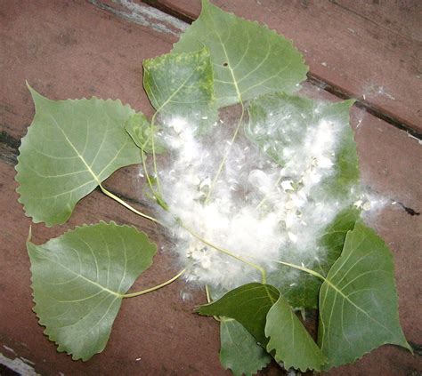 Nehawka Primitive Skills: Natakaaru (Pawnee) - Cottonwood Tree