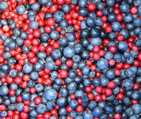 Blueberry And Cranberry Free Stock Photo - Public Domain Pictures