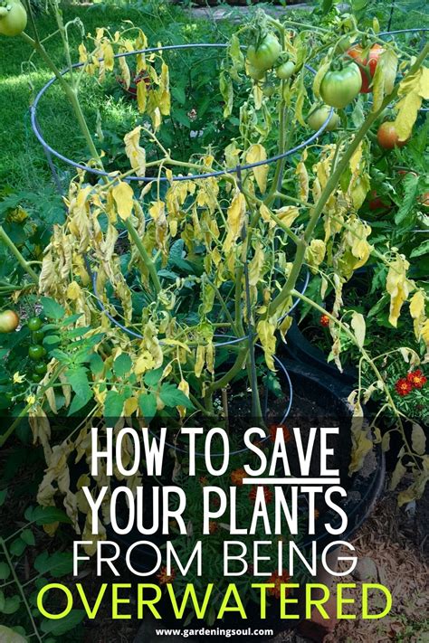 How to Save Your Plants From Being Overwatered