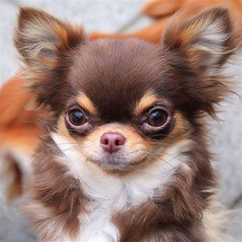 801 best Chihuahua puppies & adults. Chi-Chi cuteness! images on ...