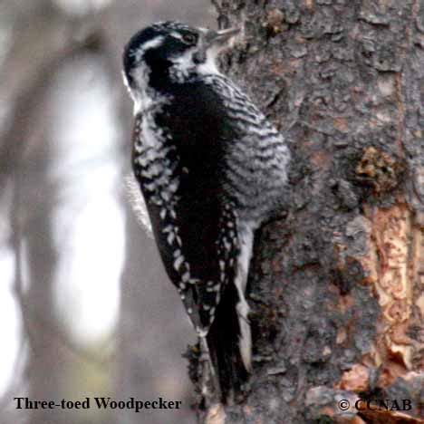 American Three-toed Woodpecker (Picoides dorsalis) - ATTW