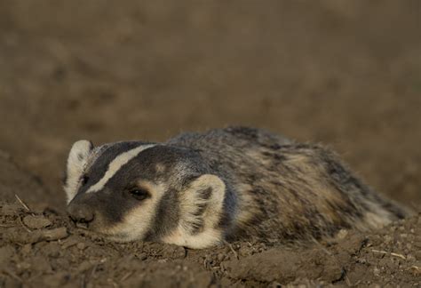 South Dakota Photo Tour - Great Photography - landscapes & wildlife ...